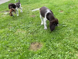 Kleiner münsterländer hvalpe 