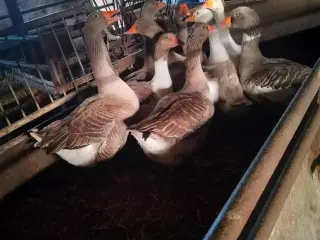 Avls gæs 7 styk