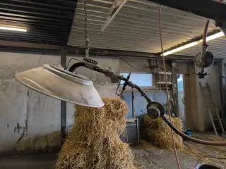 kyllingemoder 