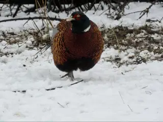Udsætningsklare 6-ugers fasankyllinger