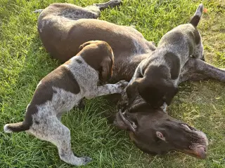 Tysk Hønsehund hvalpene