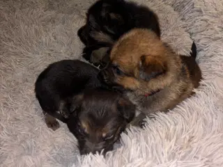  🐾 Schæfer/rottweiler hvalpe