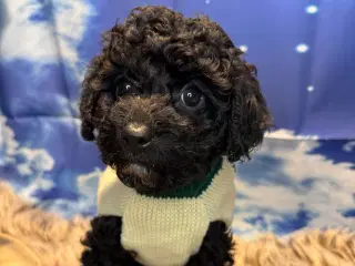 Cavapoo miniature klar i det Nye år 