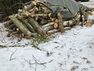 Blandet træ sælges.