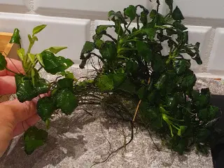 Akvarieplanter. Anubias.
