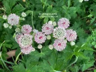 Staude frø: Astrantia Major / Stjerneskærm