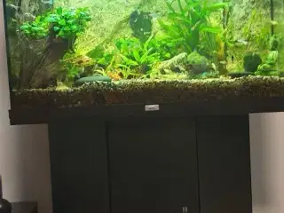Akvarium med mange fisk