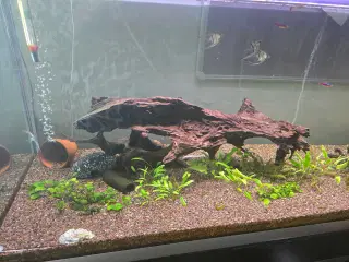 Akvarie med alt 