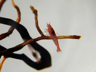 Opae Ula - Hawaii Rejer - Halocaridina rubra