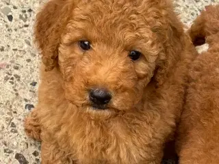 Goldendoodle babyer 🥰🐾
