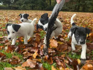 Jack Russel hvalpe