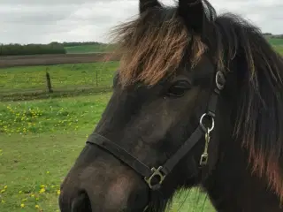 Fellpony vallak passet med ALT
