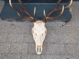 Kronhjort gevirer 