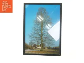 Billede med træmotiv (str. 30x42 cm)
