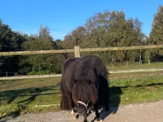 Ponyer sælges/byttes