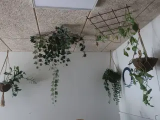 Diverse planter i loftet m.m.