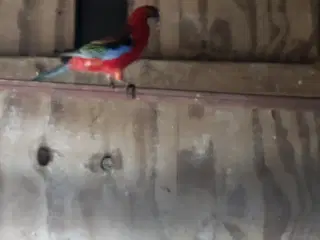 Rosella 