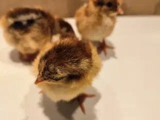 Daggamle kyllinger 