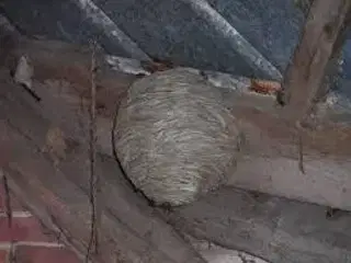 Hvepsebo fjernes