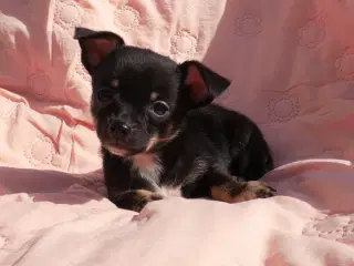 Små, Superskønne pomchi hvalpe sælges 