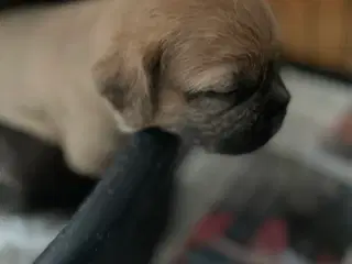 Fransk cavapoo søger ny sofa arm🥰