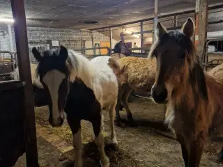 Hoppe og hingsteplag sælges.