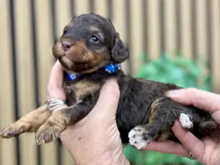 Dværgpuddel fra testede forældre med stamtavle