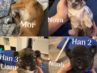 3 lækre chihuahua hanner langhåret