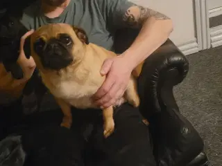 4 år tæve sælges 