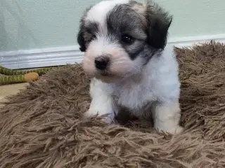 Coton de Tulear hvalpe