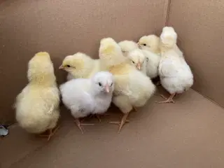 Kyllinger fra race høns