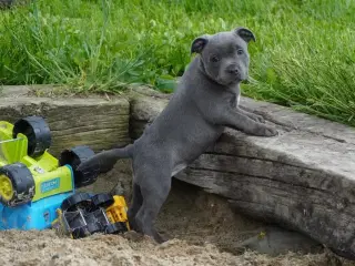 Engelsk staffordshire bullterrier
