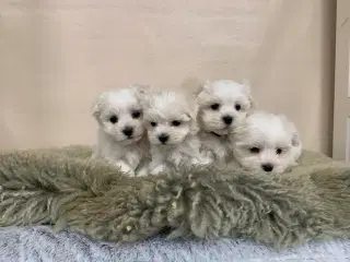 Ægte mini malteser babyer 