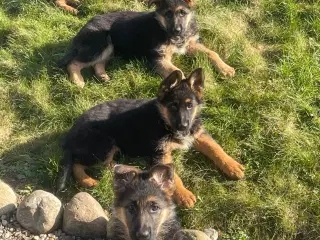 Schæfer hvalpe soger nyt 🏡