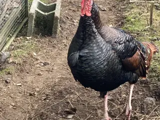 Bronzekalkun Kok