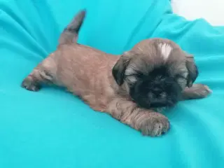 Malteser / Shih Tzu / Bomuldshund ( Boomer )