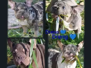 Fransk bulldog 