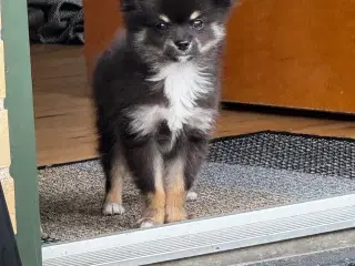 Pomchi hvalp