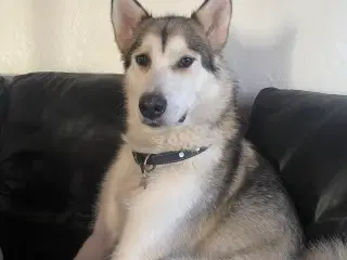 Alaska malamute 