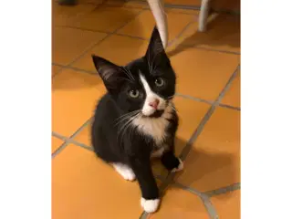 Albert leder efter kærligt hjem