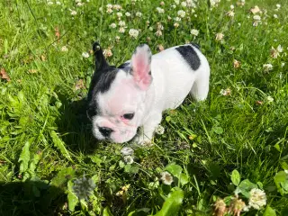 Fransk bulldog hvalpe fra den 19/5
