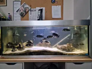 Eheim 350l akvarie