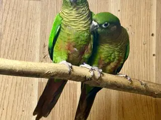 1,1 Rødbuget Conure