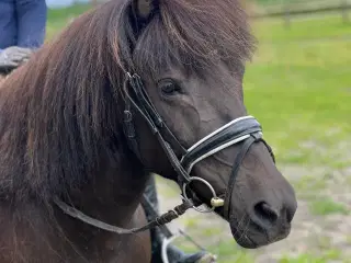 Sød islænder hoppe