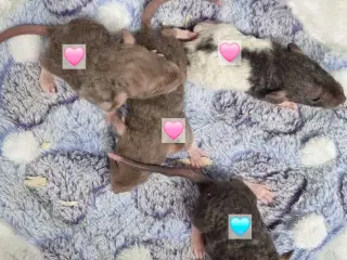 Dumbo rotteunger 