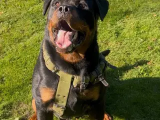 Rottweiler han 