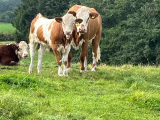 Hereford ko med tyrekalv