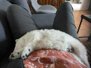 Hvalpe af hvid langhåret schæferhund sælges