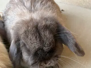 Minilops