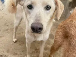 Zitta søger familie. 